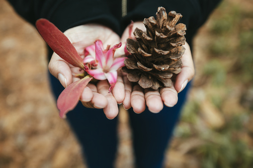 Pine cone and plumeria flower on Travel asian woman hand in forest, Thailand
