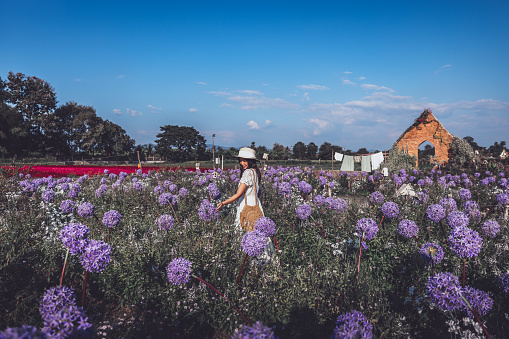 Winter travel relax vacation concept, Young happy traveler asian woman with dress sightseeing on Allium flower field in garden at Chiang Mai, Thailand
