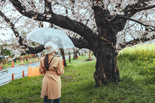 Travel spring season of Japanese flower concept, Happy traveler asian woman with umbrella sightseeing in pink sakura cherry blossom  tree and yellow rapeseed flower blooming with rain in kumagaya, Saitama, Japan