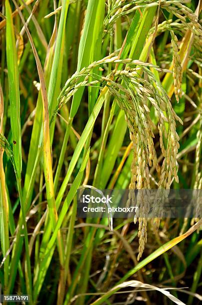 Rice In Der Farm Stockfoto und mehr Bilder von Agrarbetrieb - Agrarbetrieb, Ausgedörrt, Bewässerungsanlage
