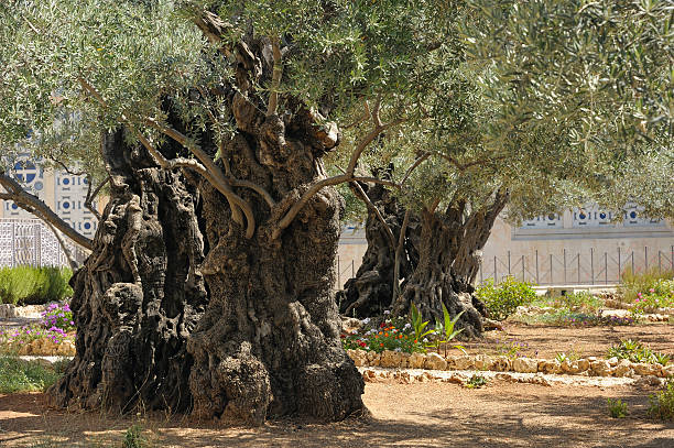 istock Garden of Gethsemane 158714410