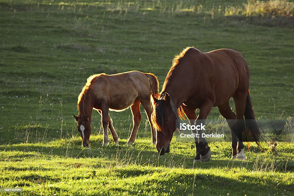 Pferde im Feld - Lizenzfrei Braun Stock-Foto