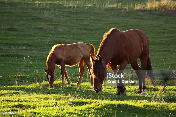 Pferde Im Feld Stockfoto und mehr Bilder von Braun - Braun, Ebene, Feld