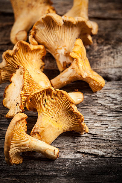 mushrooms. лисичка - chanterelle golden chanterelle edible mushroom mushroom стоковые фото и изображения