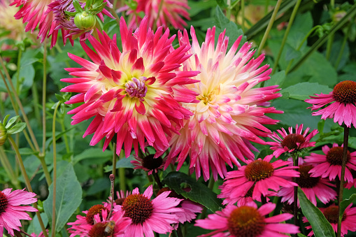 Colorful orange yellow Mum or Chrysanthemum flowers blooming in garden