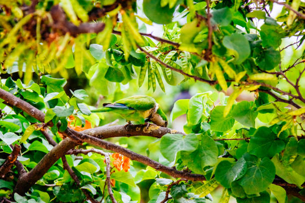 Nanday Parakeets - profile