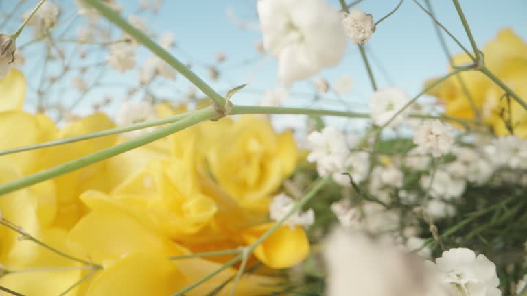 Yellow Freesias with Gypsophila Yellow Freesias with Gypsophila
