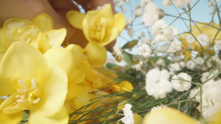 Yellow Freesias with Gypsophila Yellow Freesias with Gypsophila