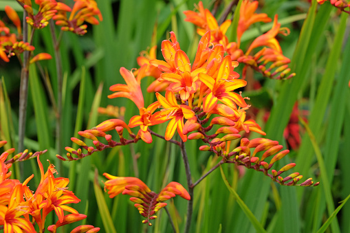 Bright orange Crocosmia, also known as falling stars, 'Firestarter' in flower.