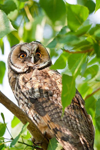 istock Long-Eared Owl in a tree, wildlife shot 158717736