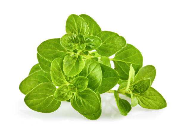 istock Oregano Herb green leaves bunch. Fresh spicy for co 1587180328