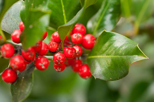 istock Holly at Christmas 158718186