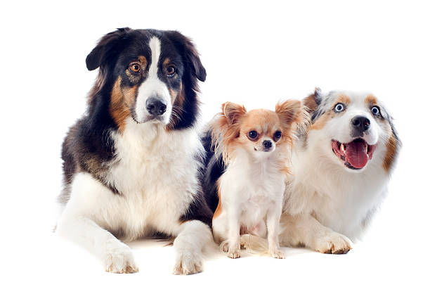 istock australian shepherds and chihuahua 158718666
