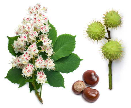 Horse-chestnut (Aesculus hippocastanum, Conker tree) flowers, leaf and seeds on a white background