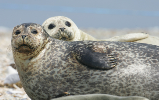 Grey Seals (Halichoerus grypus) Blakeney, Norfolk. UK