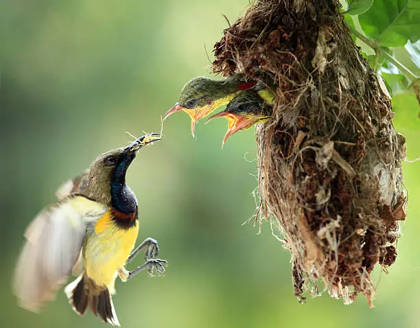 male Olive-backed Sunbird fly to feeding new born