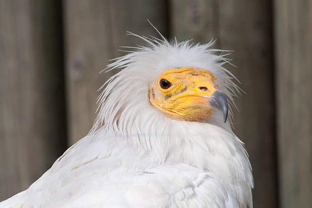 istock Egyptian Vulture portrait 158720321
