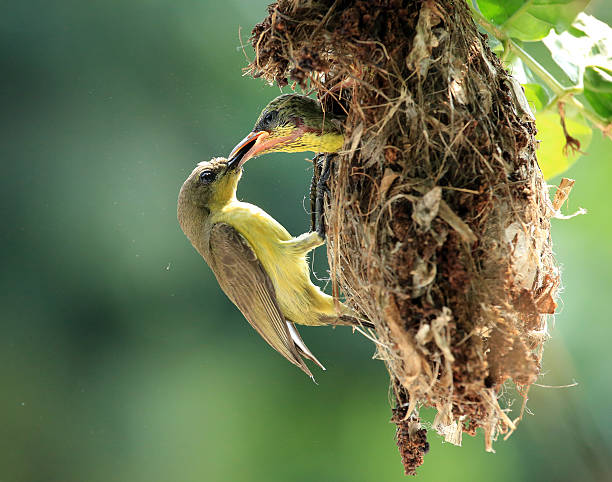 istock Olive-backed Sunbird family 158720326
