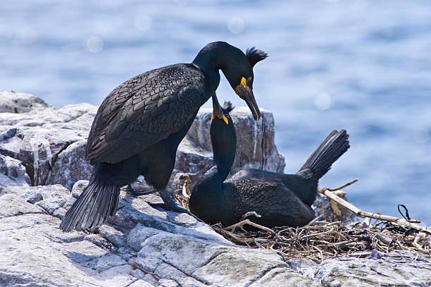 nesting shags - crested cormorant stock-fotos und bilder