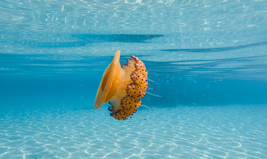 A live Wavy Turban snail found in a tidal pool along the California coast near Laguna Beach.