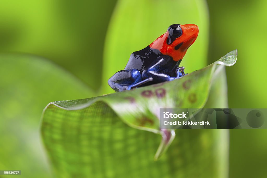 dart frog poison arrow frog of Amazon rain forest Peru tropical exotic amphibian of rainforest small and cute animal with bright red warning colors Amazon Rainforest Stock Photo