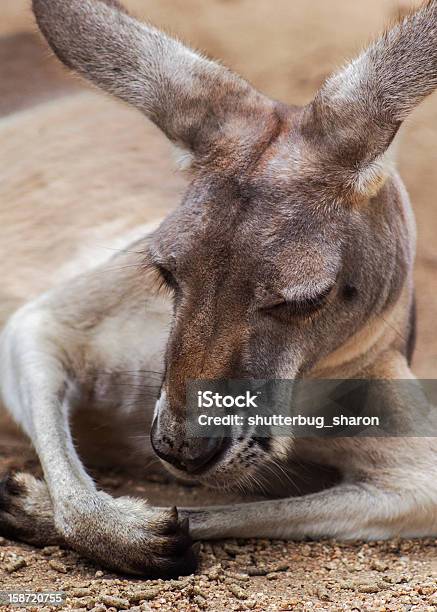 Foto de Canguru No Descanso e mais fotos de stock de Animal - Animal, Austrália, Austrália Ocidental