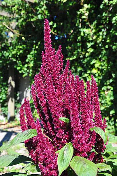 red ameranth (szarłat cruentus - amaranthus cruentus zdjęcia i obrazy z banku zdjęć