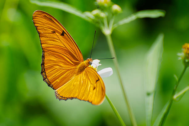 Julia Heliconian Butterfly on White Flower