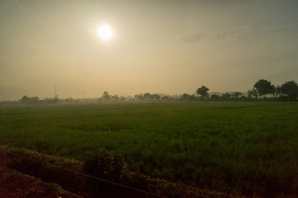 istock Rice paddy farm in morning sight 1587216264