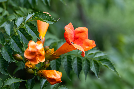 saraca indica flower or ashoka flower