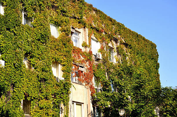 istock The Building in vegetation 158723784