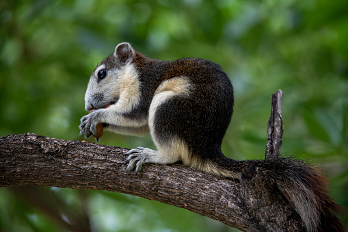 Finlayson's squirrel, Callosciurus finlaysonii, eating food in the park