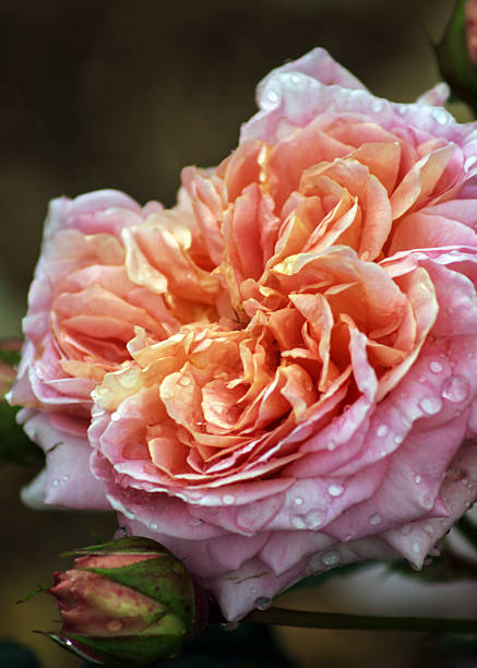 adorable en rose rose - shutterbug photos et images de collection