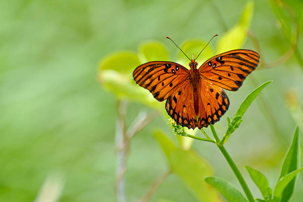 Gulf Fritillary Feeding on White Flower