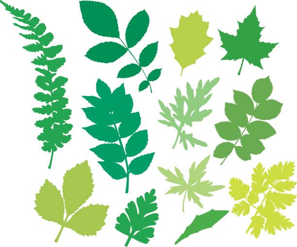illustrazioni stock, clip art, cartoni animati e icone di tendenza di verde leafshapes con felce. - fern leaf environmental conservation ahornblaetter