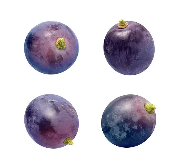 Four concord grapes photographed  individually, at different angles.  The grapes are a dark purple color, and have a green stem.  A Concorde grape is a cultivated variety of fox grape, used to make wine, juice, and jellies.  These grapes can be easily lifted off of the page and used and your food project.  This fruit can be easily found in the produce section of the grocery store. The image is a cut out, isolated on a white background.