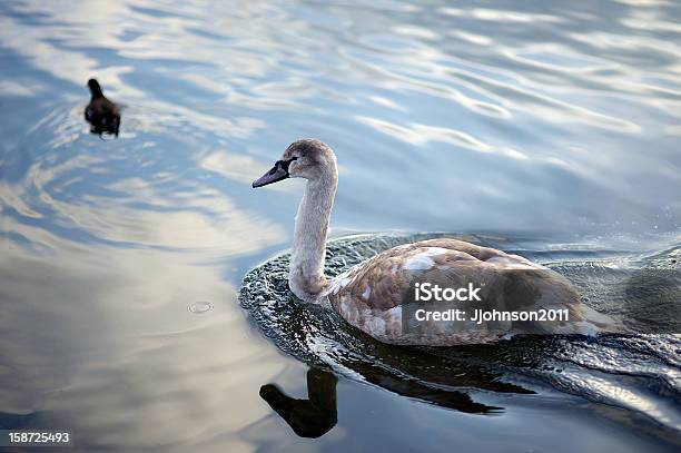 Ein Jugendlicher Swan Stockfoto und mehr Bilder von Bewegung - Bewegung, Fotografie, Horizontal