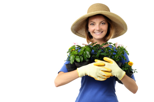 Gardener Woman with Seedling Flower Pots Isolated on White Background 