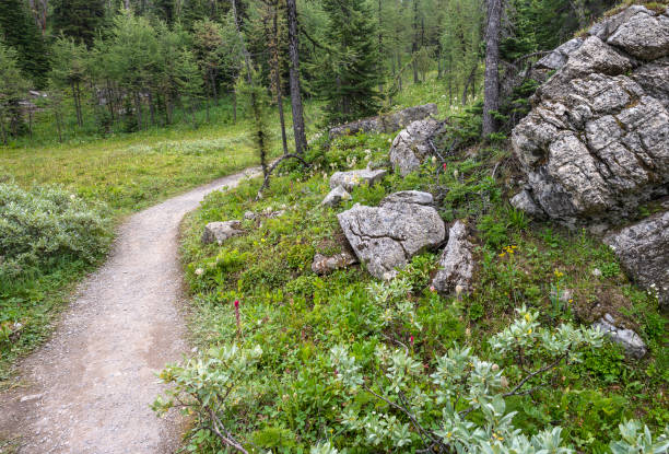 istock Bend in a Hiking Trail at Sunshine Meadows 1587270112