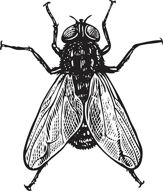 vektor-illustration von reißverschluss in vintage stil gravur - fly housefly ugliness unhygienic stock-grafiken, -clipart, -cartoons und -symbole