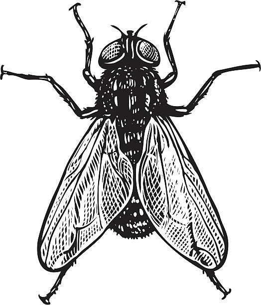 ilustrações de stock, clip art, desenhos animados e ícones de ilustração vetorial de mosca em estilo vintage gravado - fly housefly ugliness unhygienic