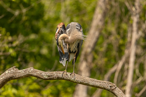 Great Blue Heron preens while standing on a tree limb