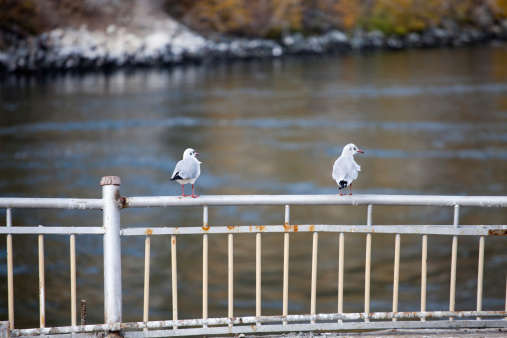 Two Seagulls waiting