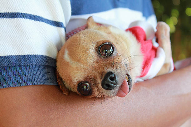 istock Man holding chihuahua 158727554