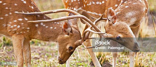 Chital Or Cheetal Deers Stock Photo - Download Image Now - Animal, Animal Wildlife, Animals In The Wild - iStock Chital Or Cheetal Deers Stock Photo - Download Image Now - Animal, Animal Wildlife, Animals In The Wild - iStock
