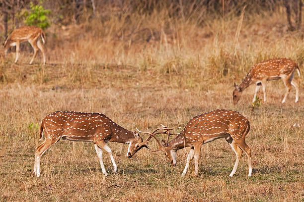 istock Chital or cheetal deers (Axis axis) 158727958