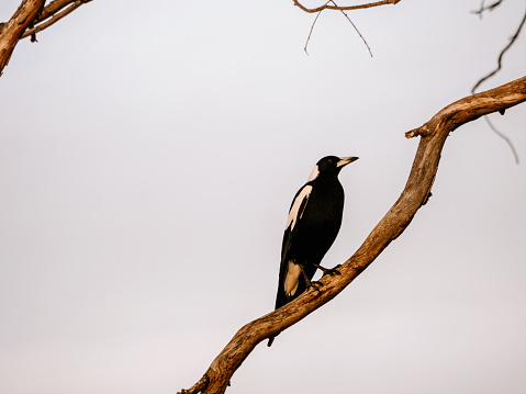 Horizontal closeup photo of an Australian black and white feathered Magpie perched on the bare branch of a tree Agra pastel grey sky in Winter. New England high country, NSW.