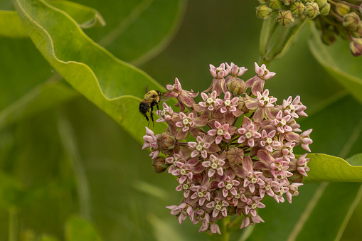Bumblebee flies away from Milkweed flower