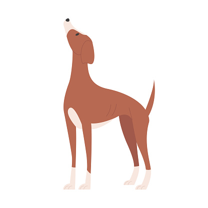 Whippet dog looking up. Domestic doggy breed, family puppy pet cartoon vector illustration