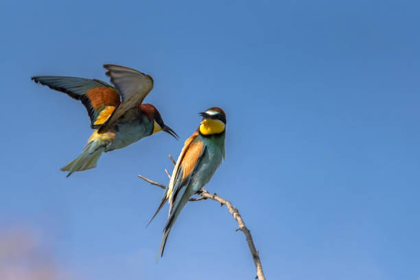istock European bee-eater (Merops apiaster) in flight 1587288754